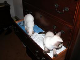 tara & emma in drawer 1